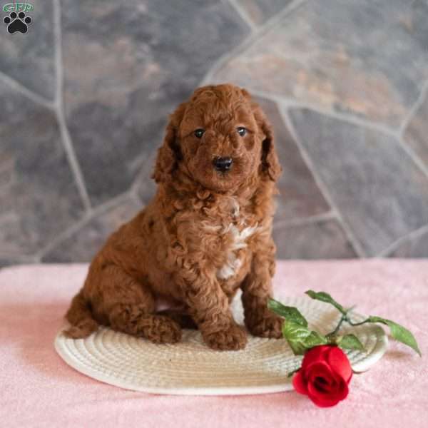 Zion, Miniature Poodle Puppy